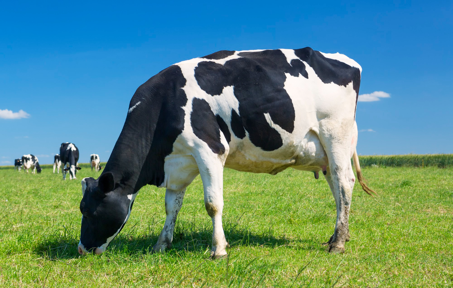 A Holstein-Friesian cow grazing in a Punjab field at golden hour
